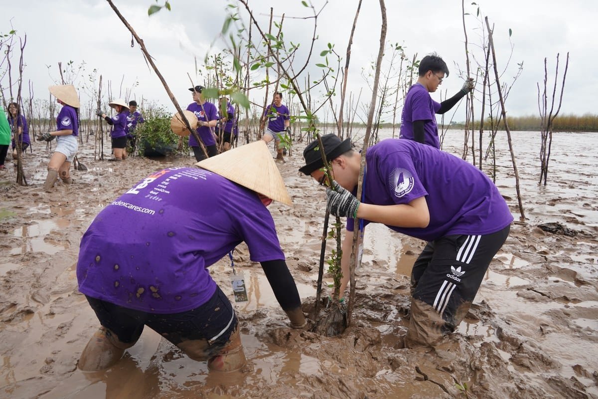 FedEx trồng 100 cây xanh và phục hồi rừng ngập tại Việt Nam